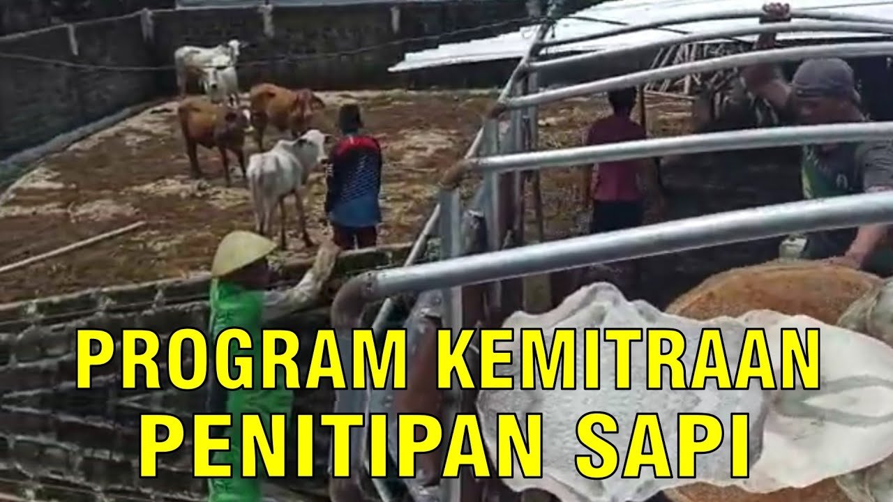 
                                 Program-Kemitraan-Breeding-Sapi